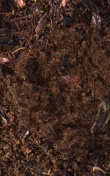 Gecomposteerde aarde