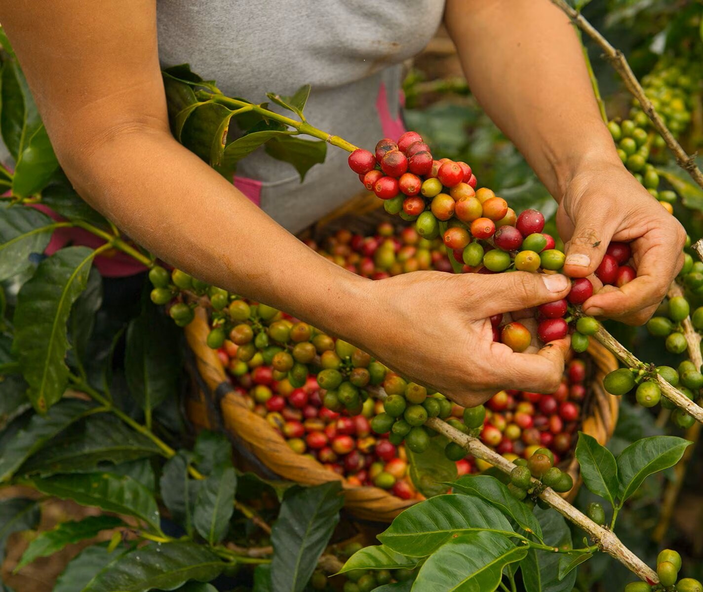 source durable caf&eacute; grande intenso decaffeinato NESCAF&Eacute;&reg; Dolce Gusto&reg;