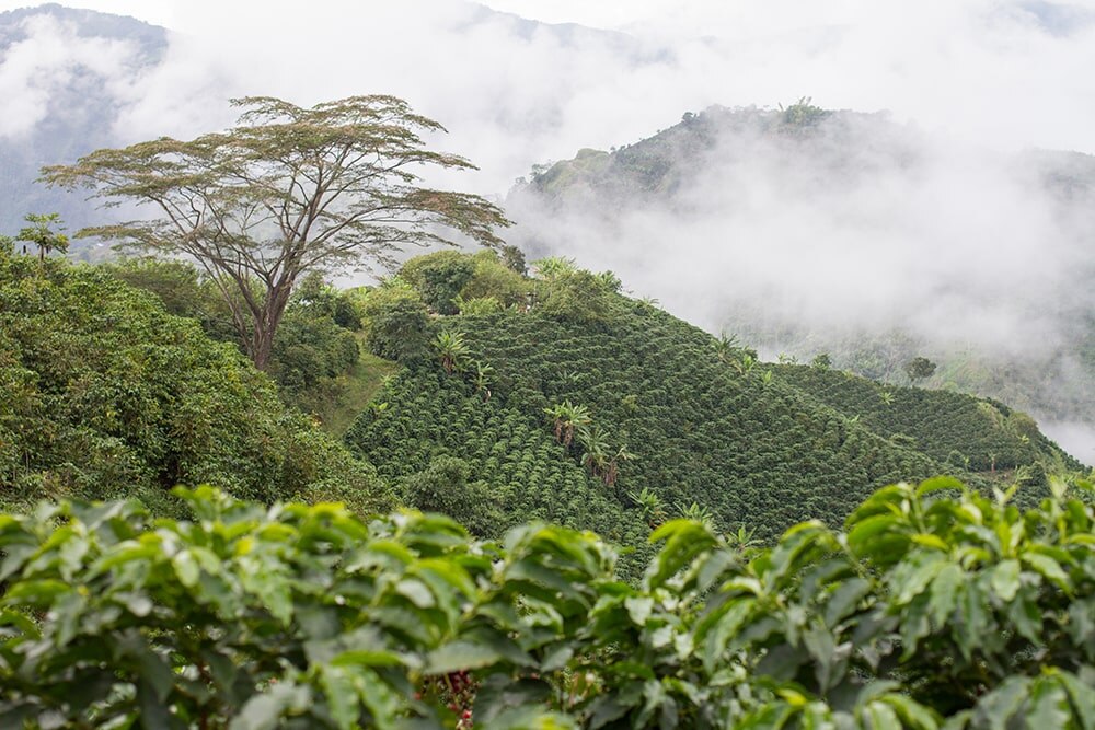koffieplantage Colombia