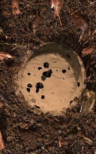 Gecomposteerde aarde