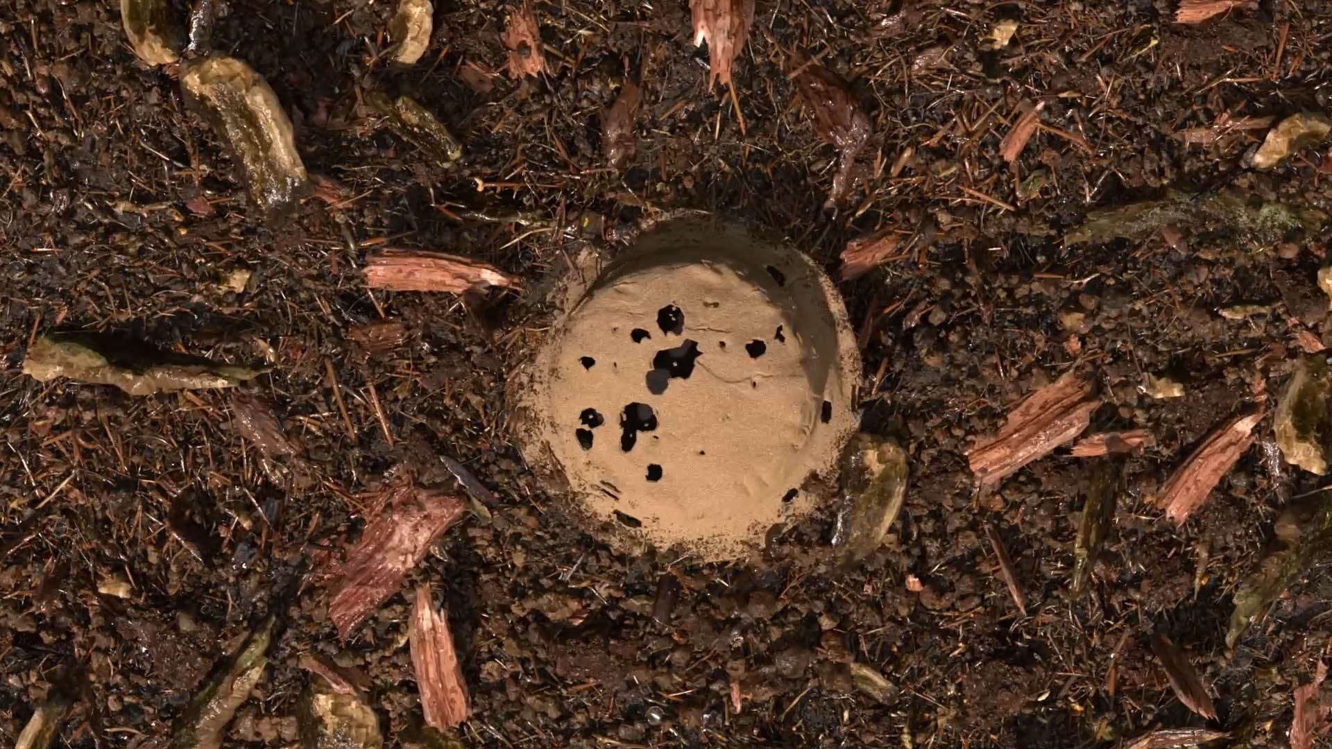 Gecomposteerde aarde