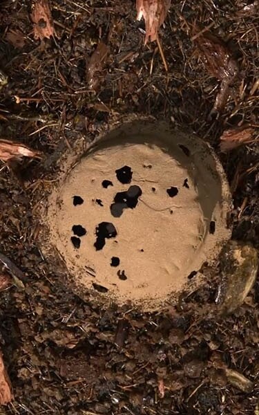 Gecomposteerde aarde