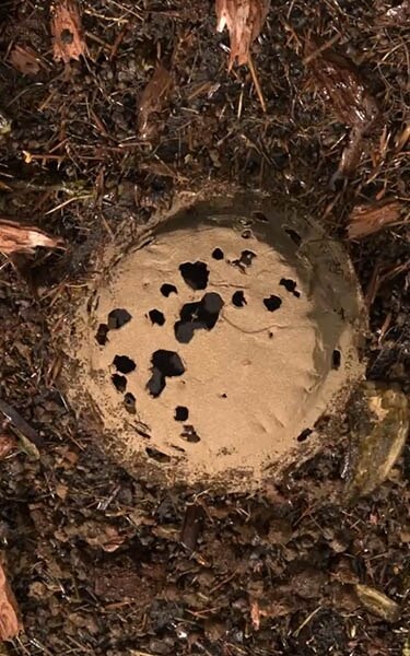 Gecomposteerde aarde