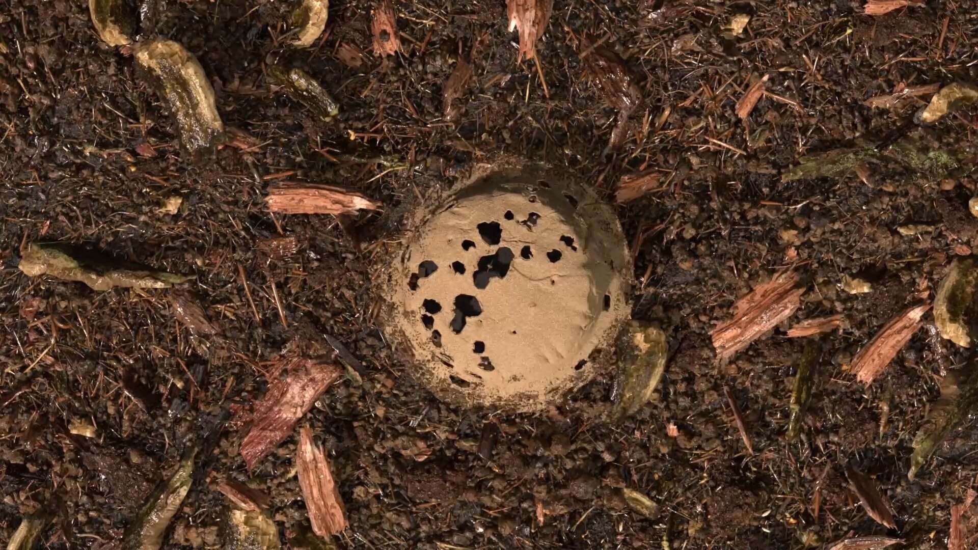 Gecomposteerde aarde