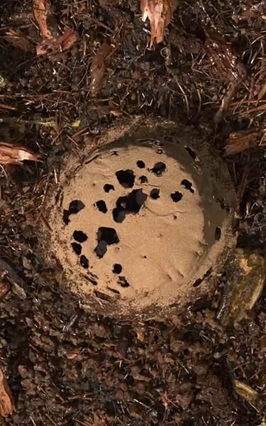 Gecomposteerde aarde