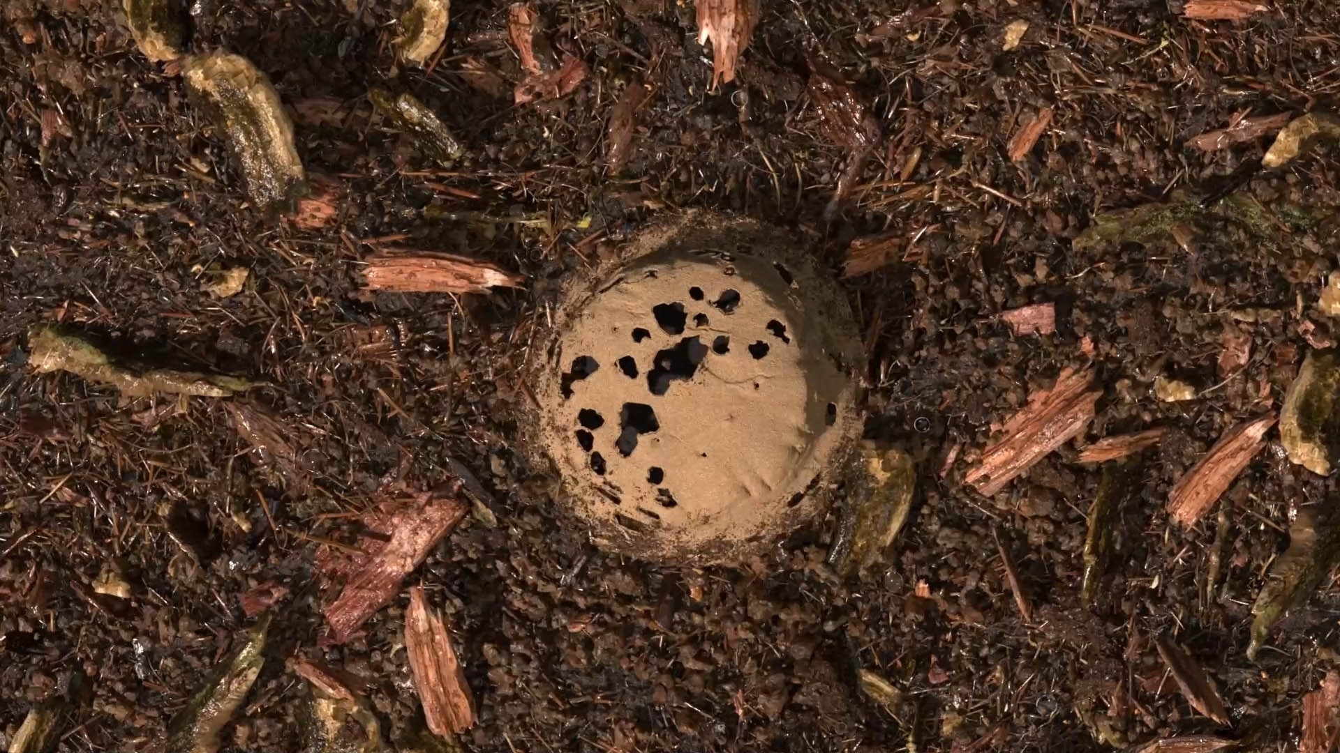 Gecomposteerde aarde