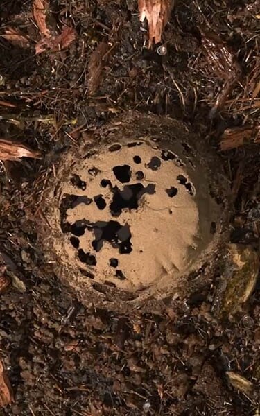 Gecomposteerde aarde