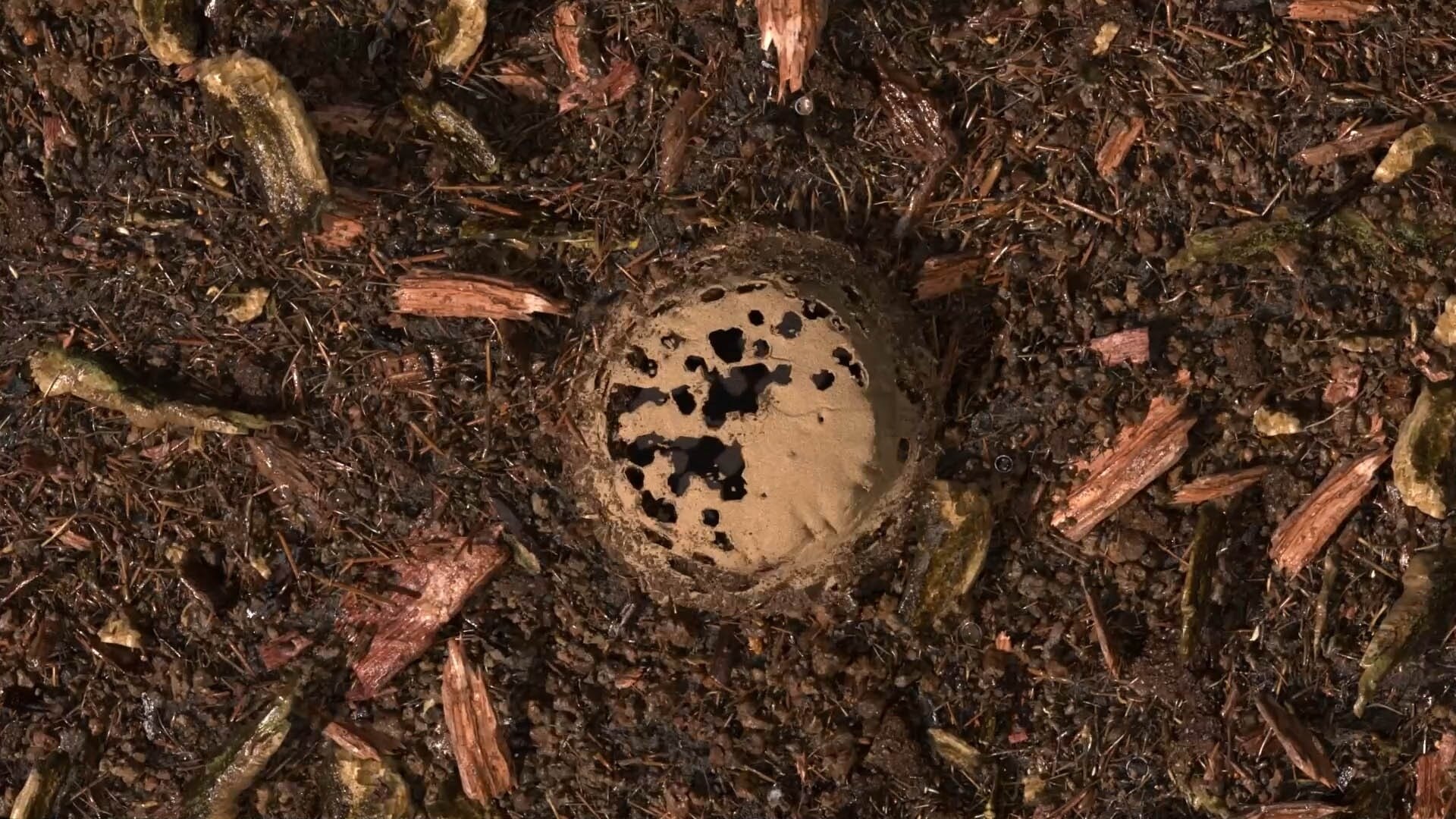 Gecomposteerde aarde