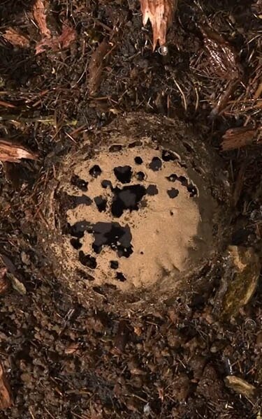 Gecomposteerde aarde