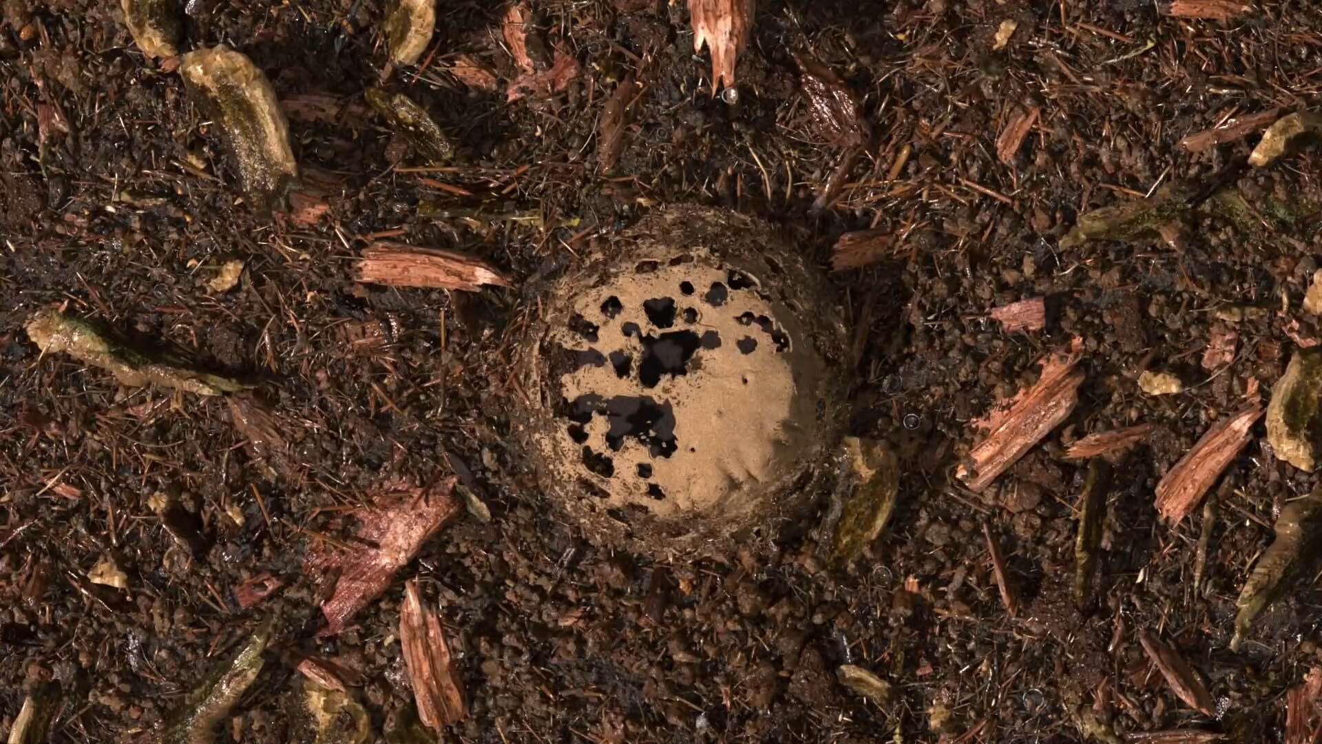 Gecomposteerde aarde