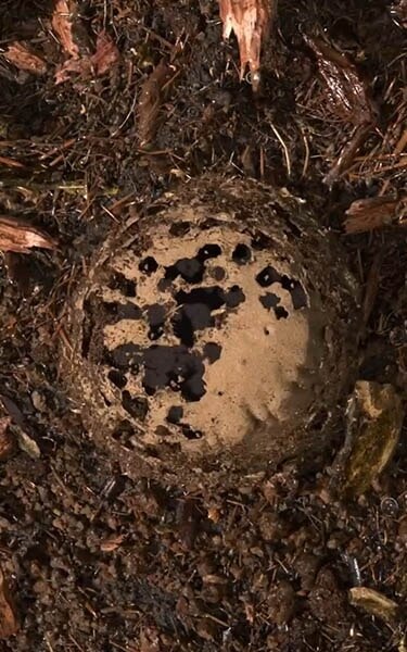 Gecomposteerde aarde