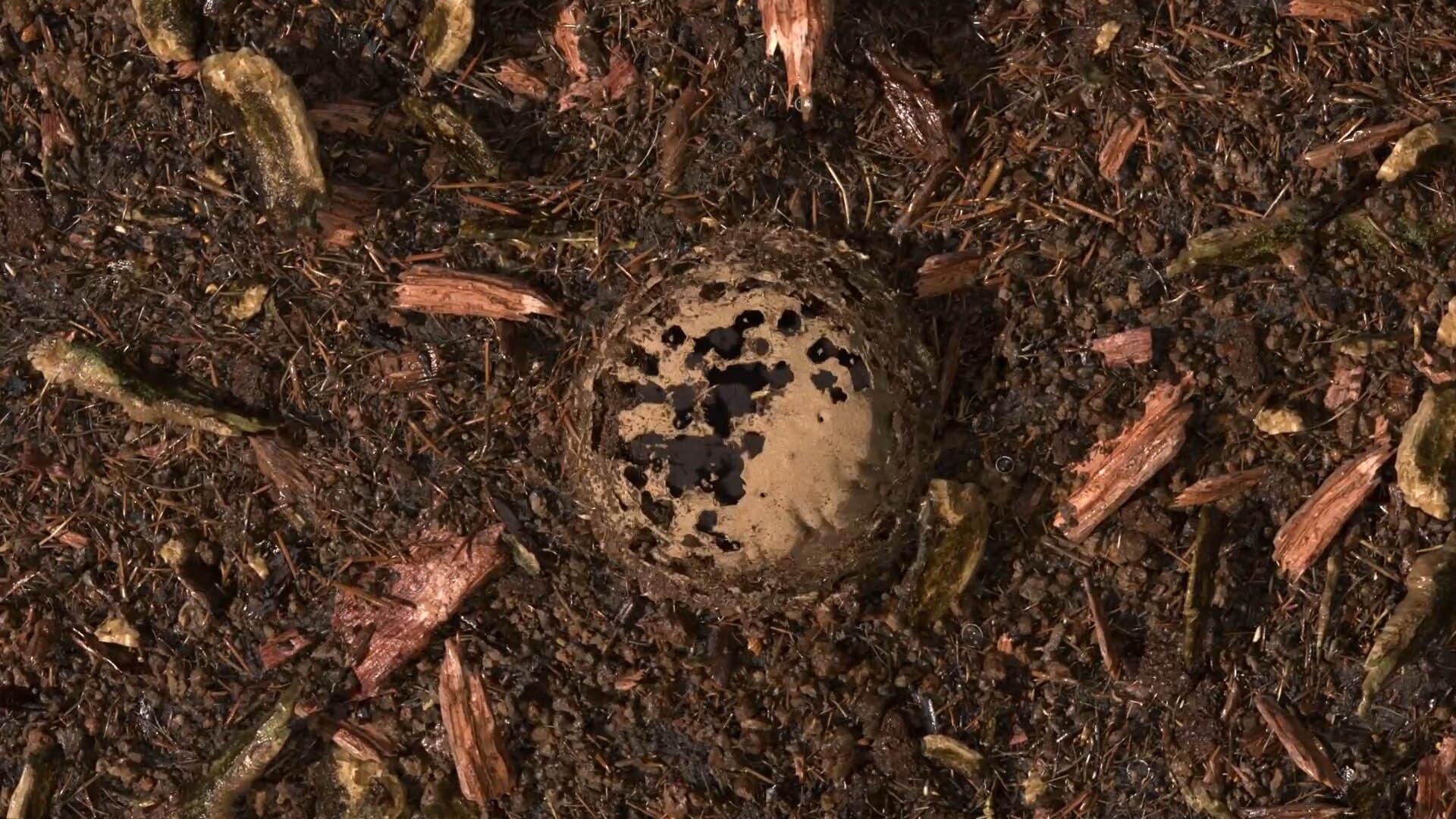 Gecomposteerde aarde