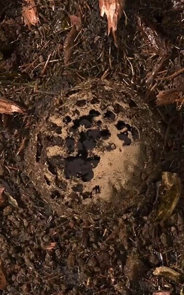 Gecomposteerde aarde