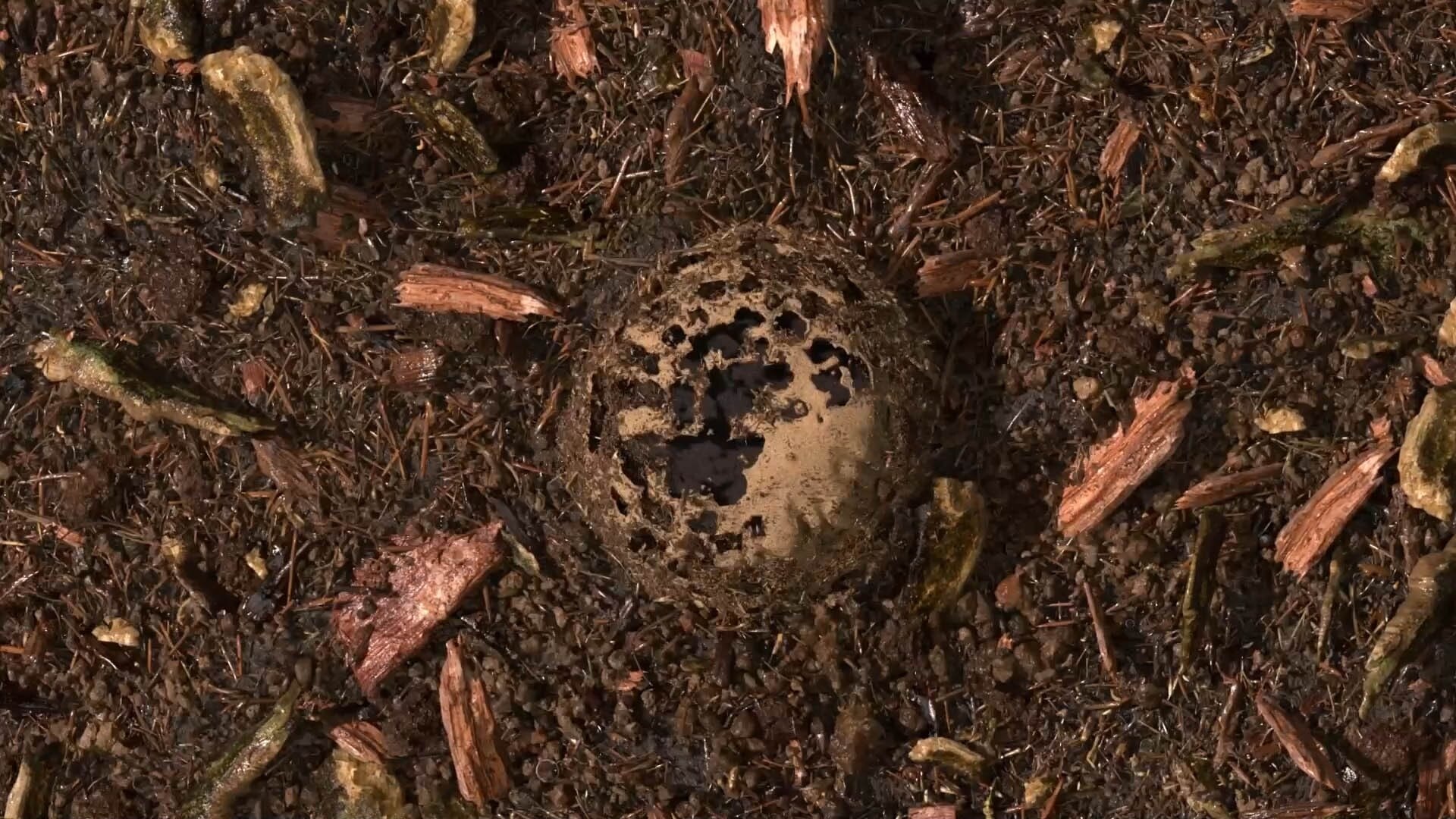 Gecomposteerde aarde