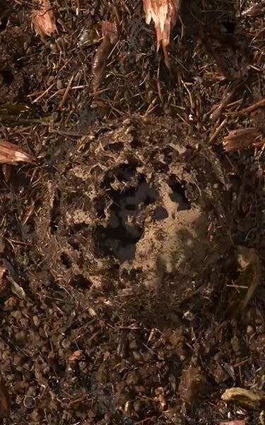 Gecomposteerde aarde