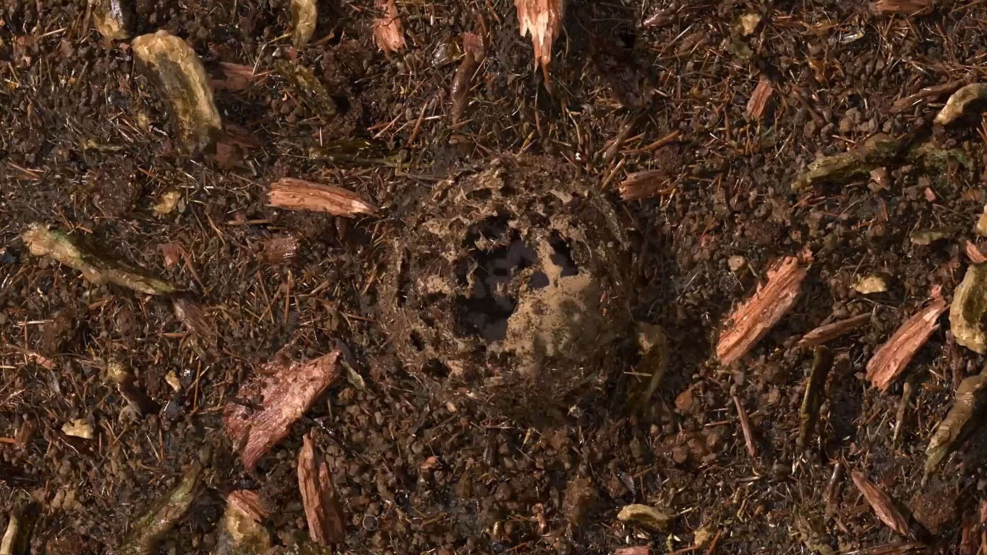 Gecomposteerde aarde