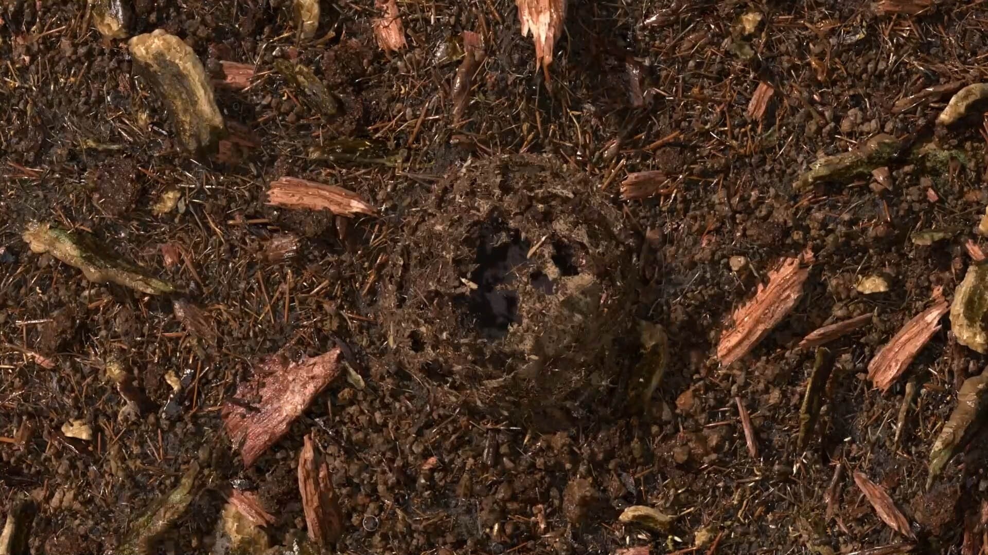 Gecomposteerde aarde