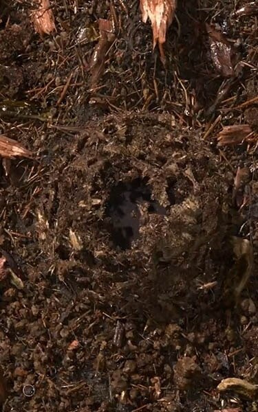 Gecomposteerde aarde