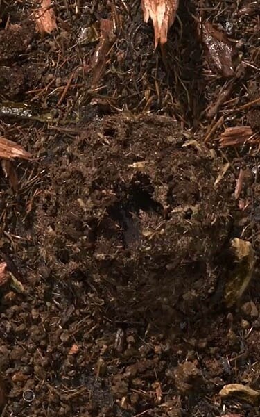 Gecomposteerde aarde