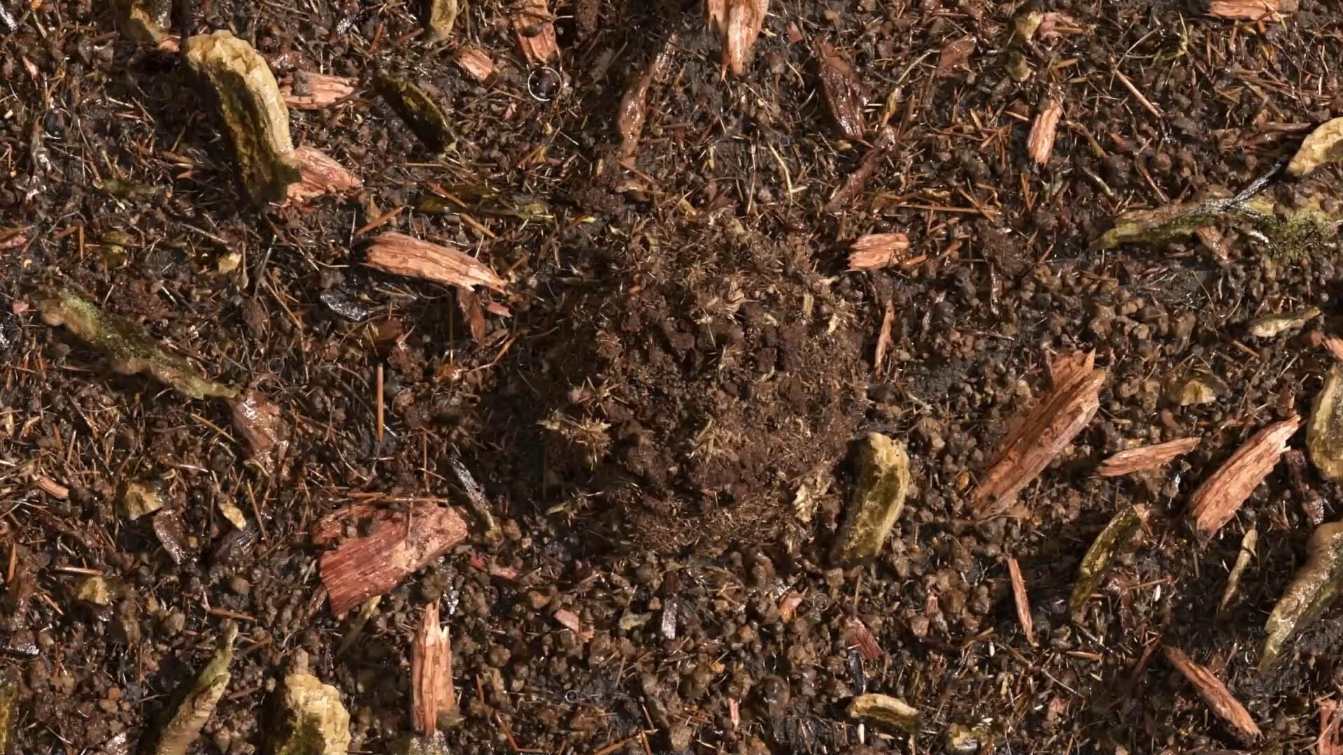 Gecomposteerde aarde