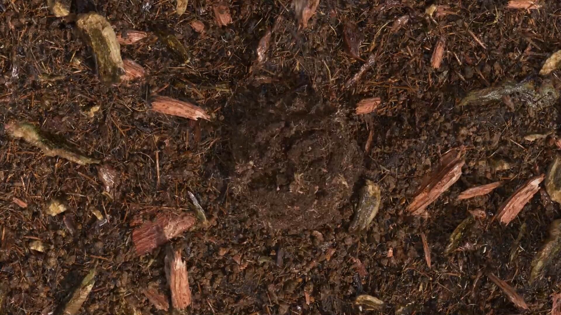 Gecomposteerde aarde