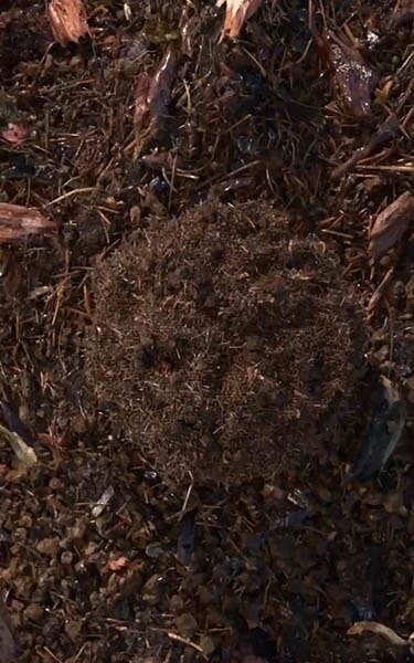 Gecomposteerde aarde