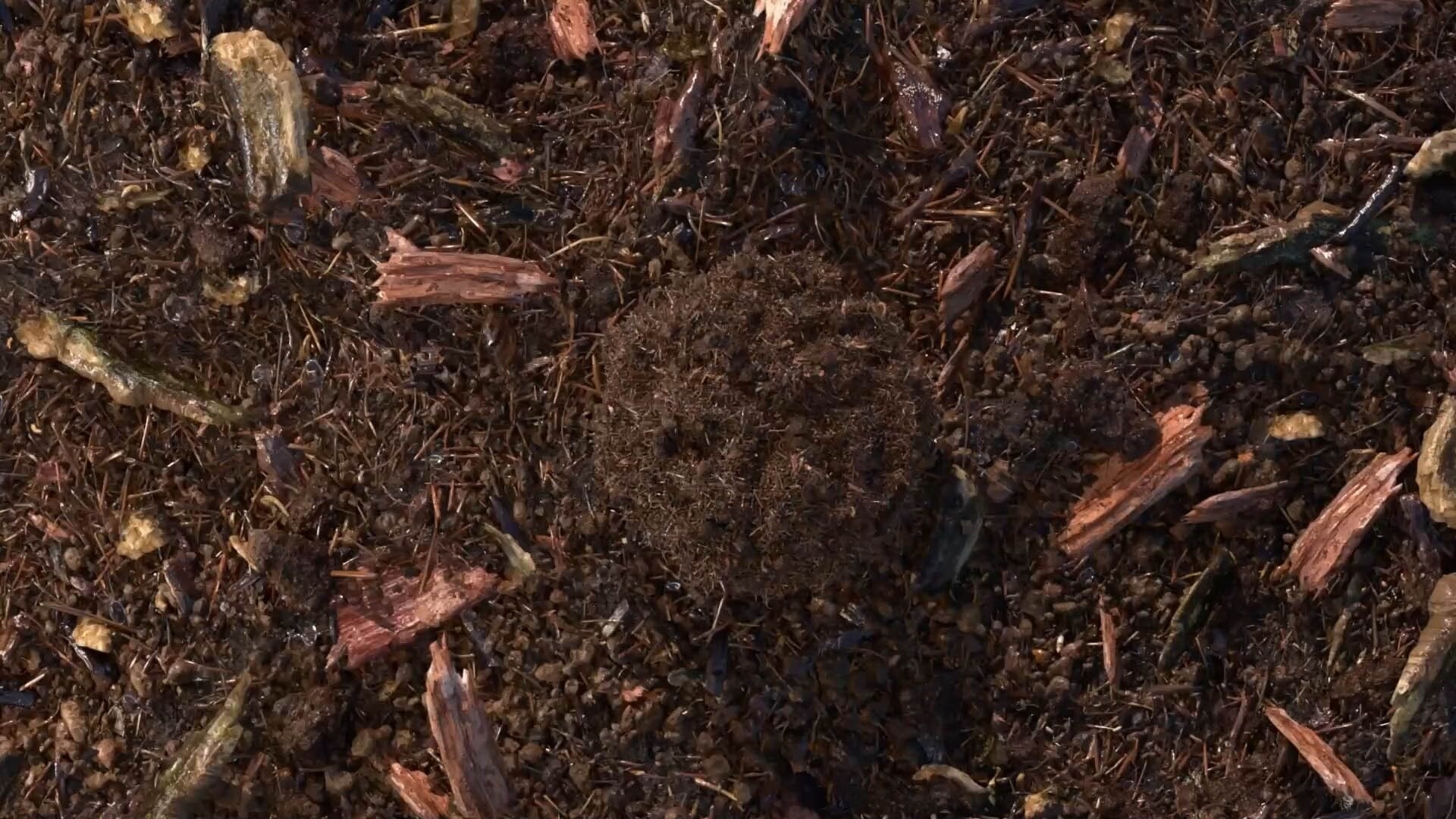 Gecomposteerde aarde