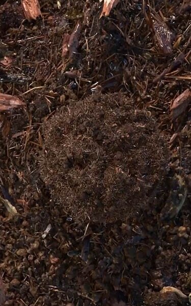 Gecomposteerde aarde