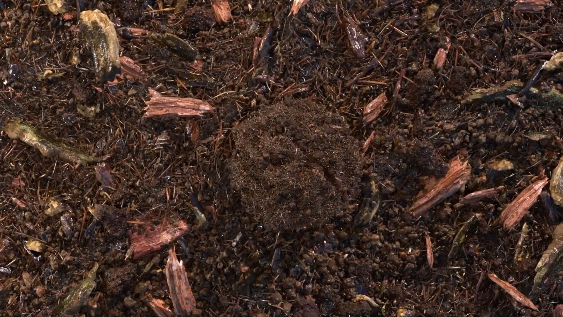 Gecomposteerde aarde