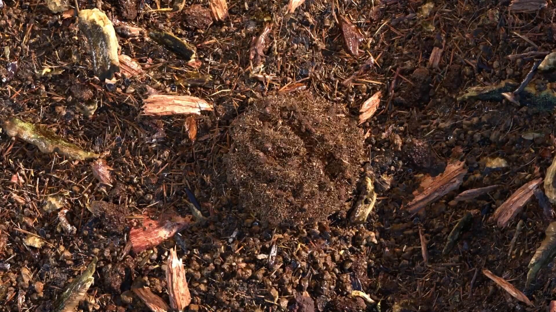 Gecomposteerde aarde