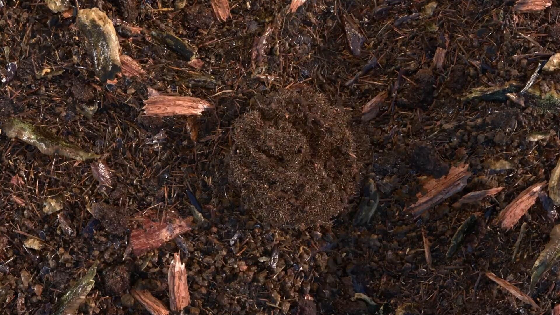 Gecomposteerde aarde