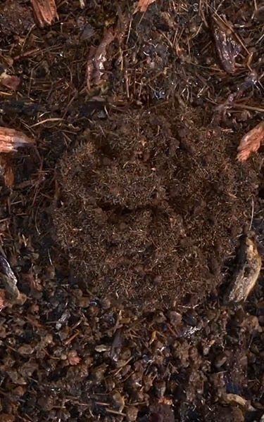 Gecomposteerde aarde