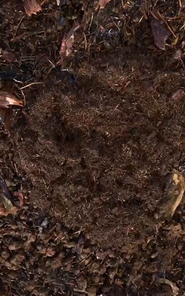 Gecomposteerde aarde