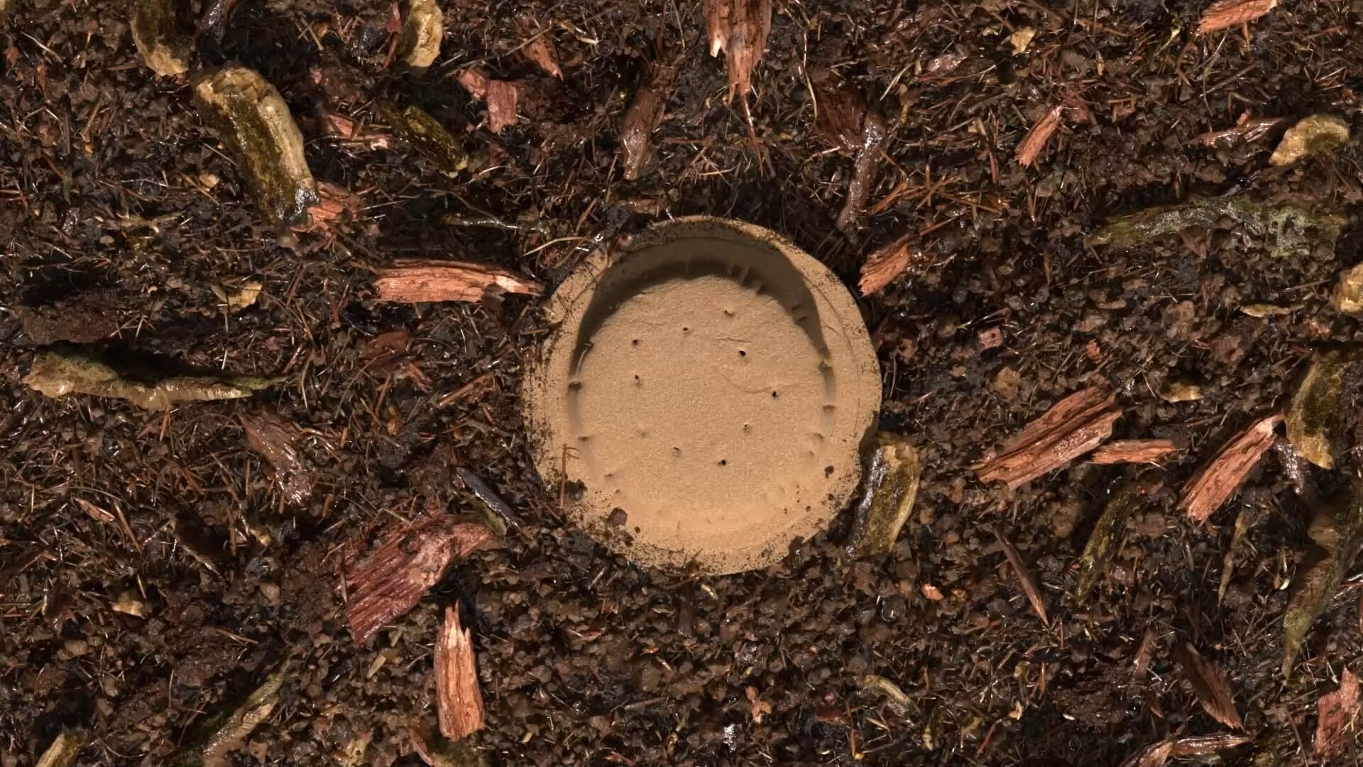 Gecomposteerde aarde