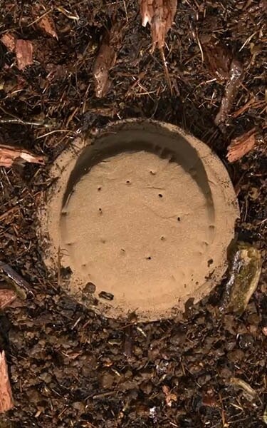 Gecomposteerde aarde