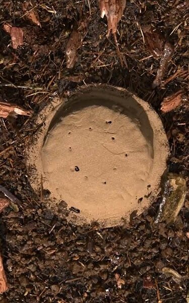 Gecomposteerde aarde