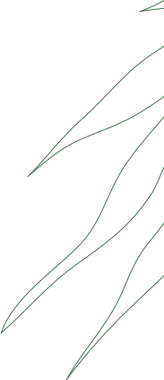 leaf stroke1 section4 2