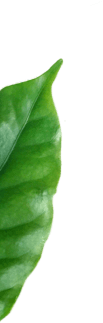 Leaf image