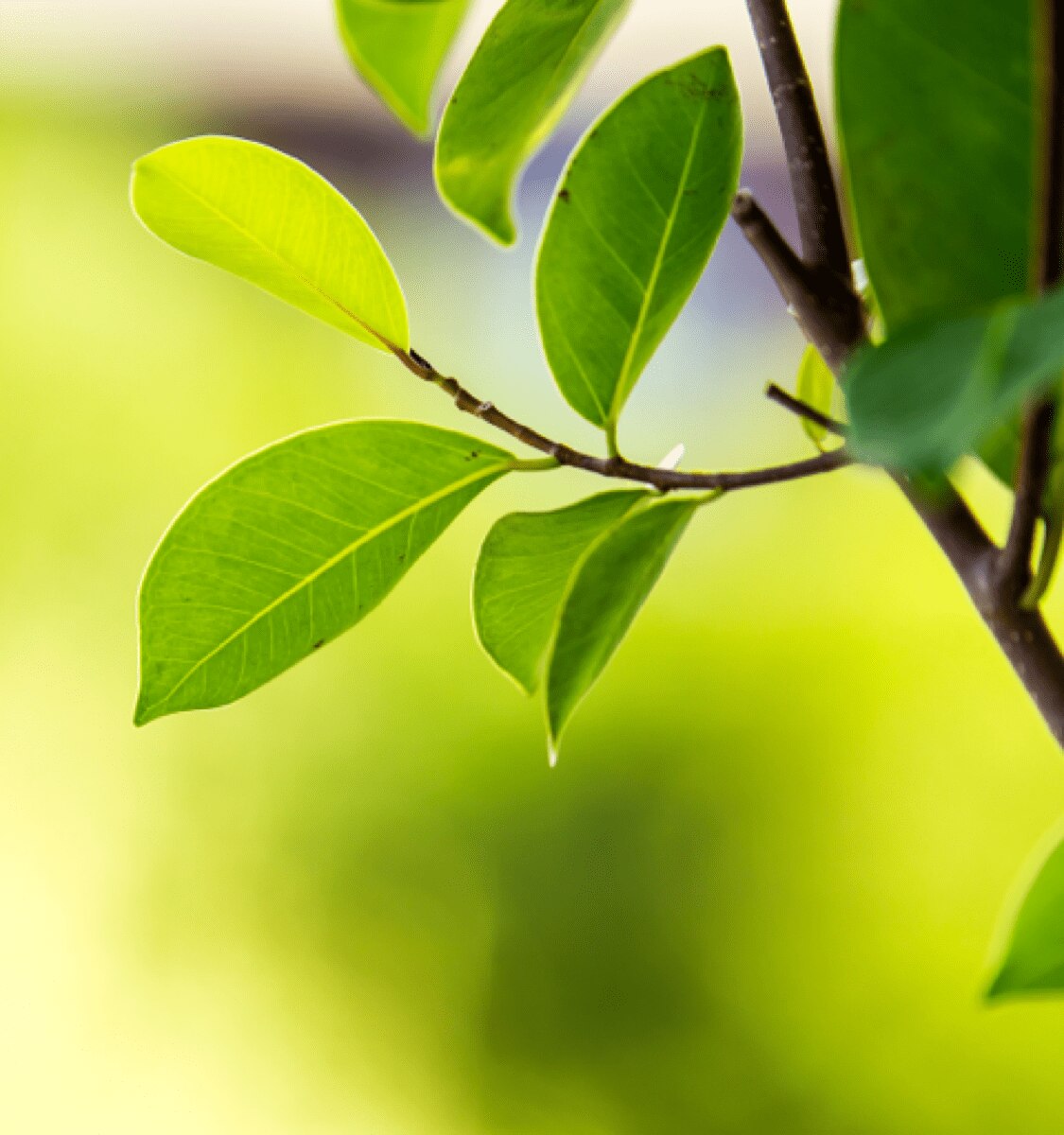 tak met bladeren naast een kop koffie met melk en een sachet