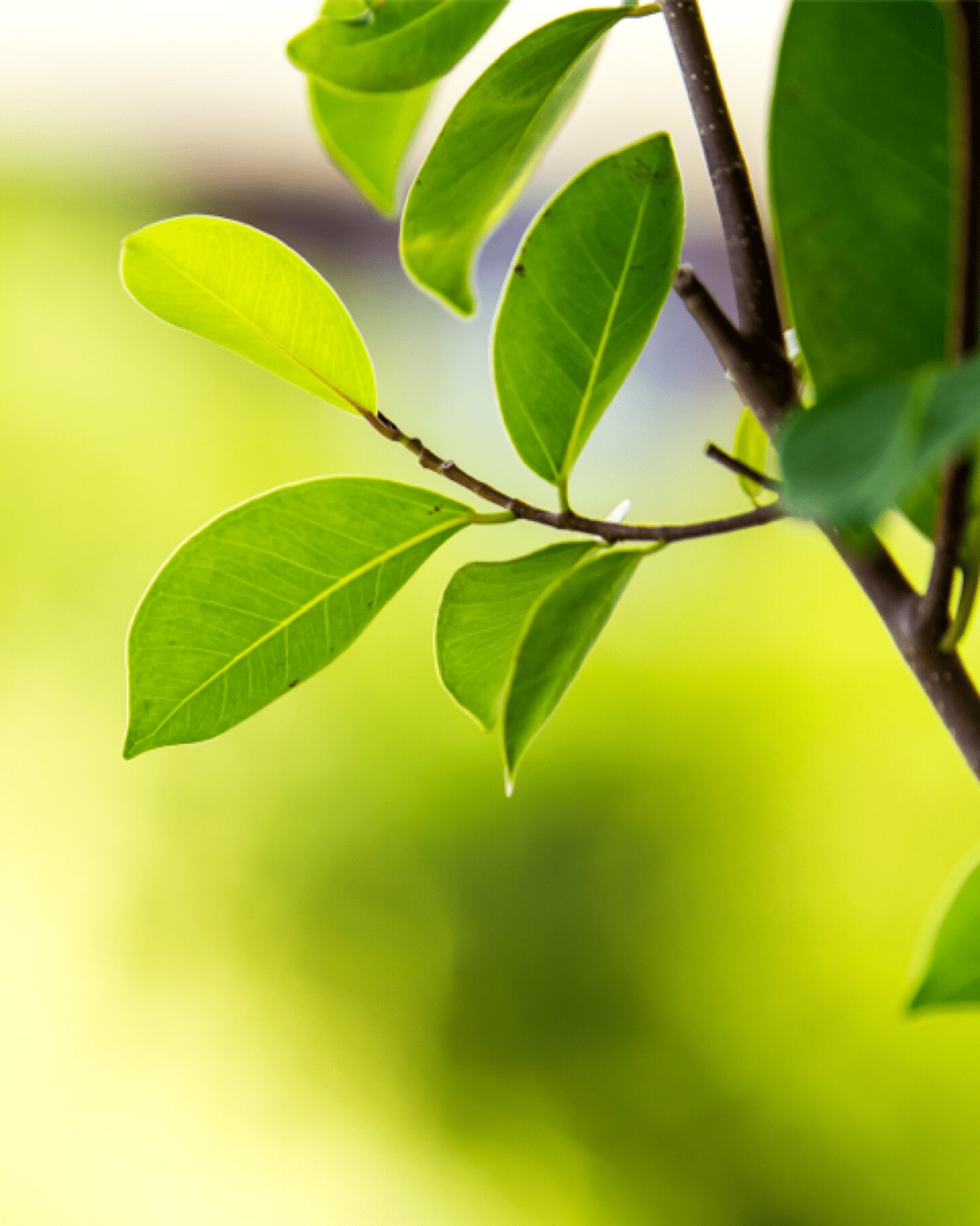 tak met bladeren naast een kop, een pad en een zakje