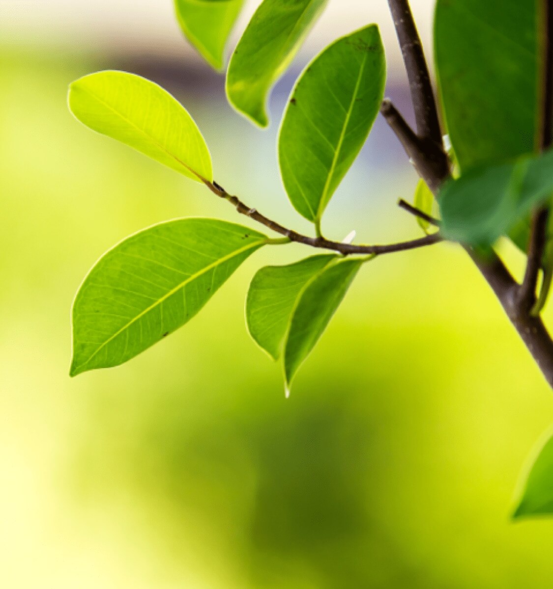 persoon die een koffieboon plant naast een NEO pad